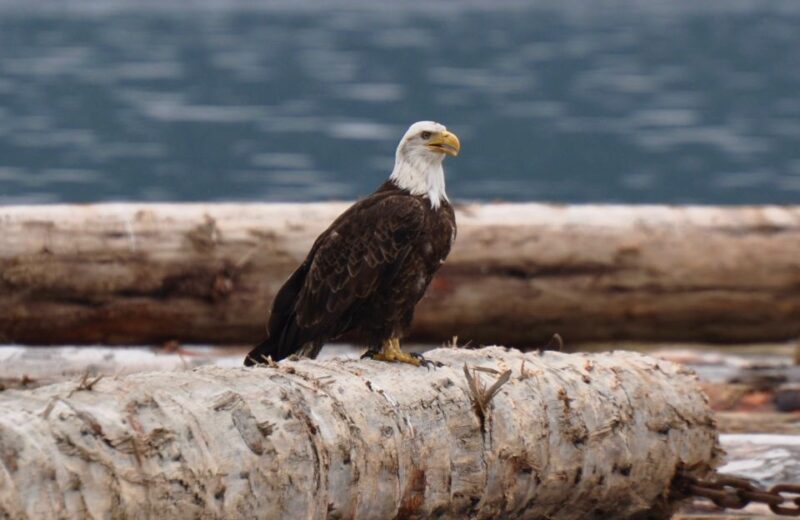 Campbell River: Kayaking and Whale Watching Tour - Guidance and Safety
