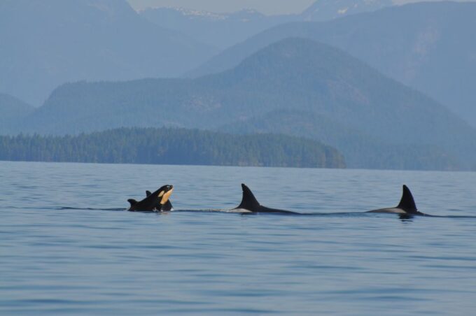 Campbell River: Kayaking and Whale Watching Tour - Booking Information