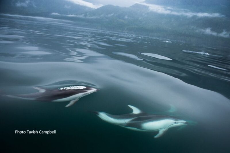 Campbell River: Salish Sea Whale Watching Adventure - Key Points