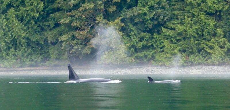 Campbell River: Salish Sea Whale Watching Adventure - Tour Vessel and Amenities