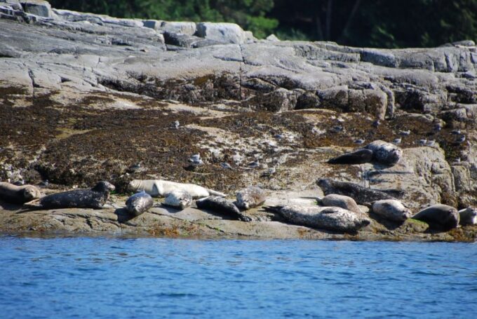 Campbell River: Salish Sea Whale Watching Adventure - Booking and Cancellation