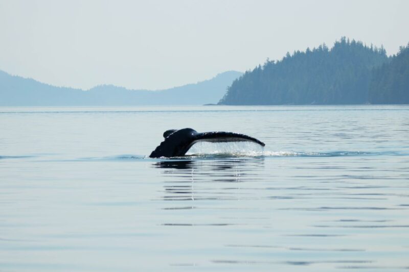 Campbell River: Waterfall and Wildlife Guided Boat Tour - Diverse Wildlife Sightings