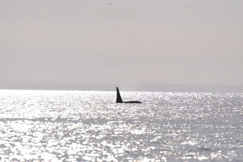 Campbell River: Whale Watching and Wildlife Viewing Day Tour - Key Points