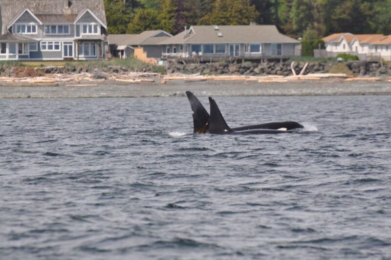 Campbell River: Whale Watching and Wildlife Viewing Day Tour - Wildlife Experience