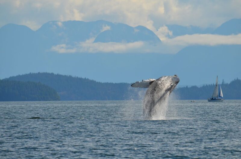 Campbell River: Whale Watching and Wildlife Viewing Day Tour - Amenities