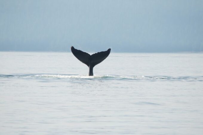Campbell River: Whale Watching and Wildlife Viewing Day Tour - Booking Information