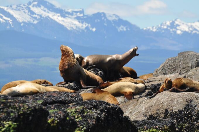 Campbell River: Whale Watching and Wildlife Viewing Day Tour - What to Expect