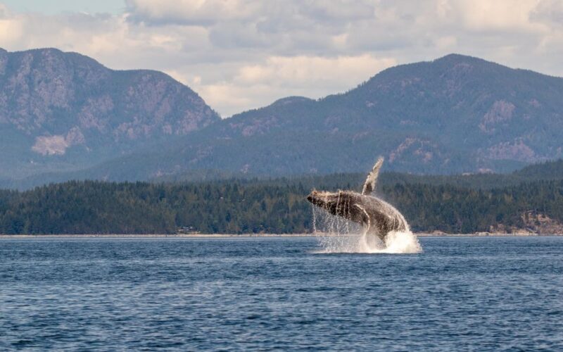Campbell River: Whale Watching Covered Boat Tour With Lunch - Tour Highlights