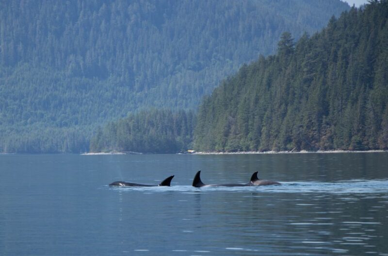 Campbell River: Whale Watching Cruise With Lunch - Itinerary Details