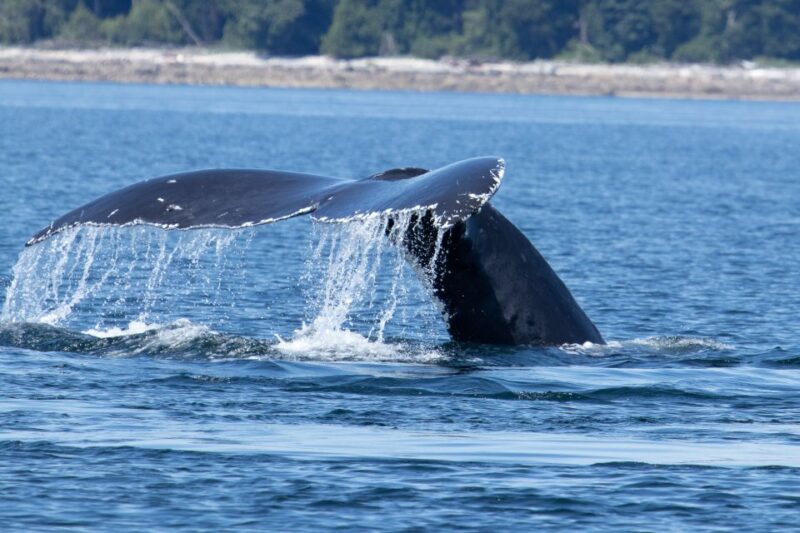 Campbell River: Whale Watching Cruise With Lunch - Whale Watching Opportunities