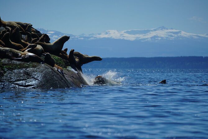 Campbell River - Whale Watching: Private & budget-friendly - An In-Depth Look at the Experience