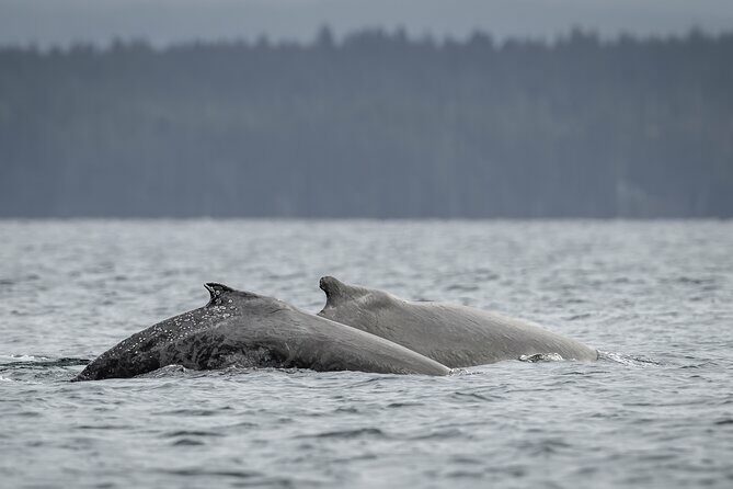 Campbell River - Whale Watching: Private & budget-friendly - FAQs