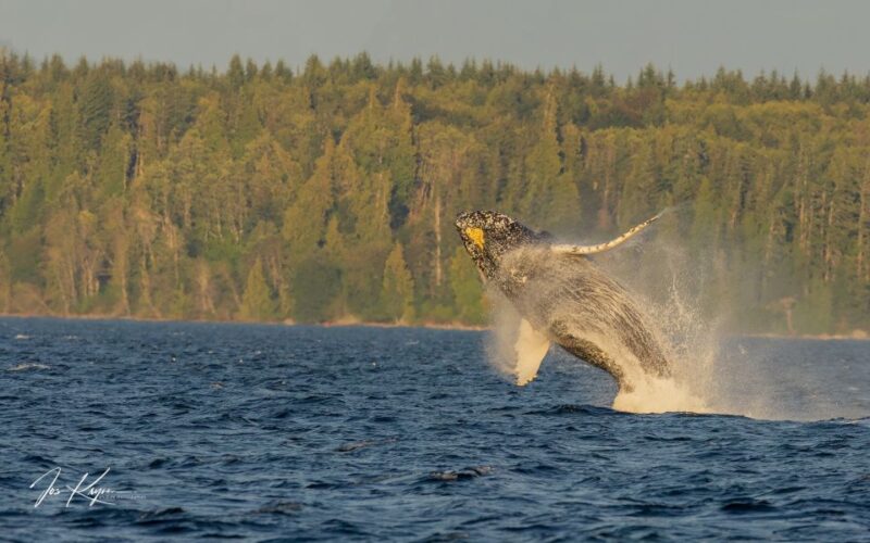 Campbell River: Whale Watching Zodiac Boat Tour With Lunch - Educational Highlights of the Cruise