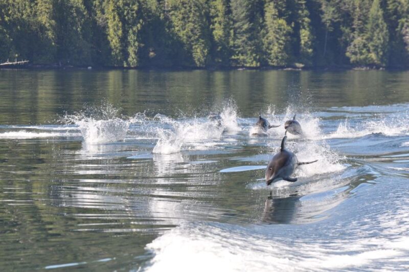 Campbell River: Whale & Wildlife Discovery Cruise - Key Points