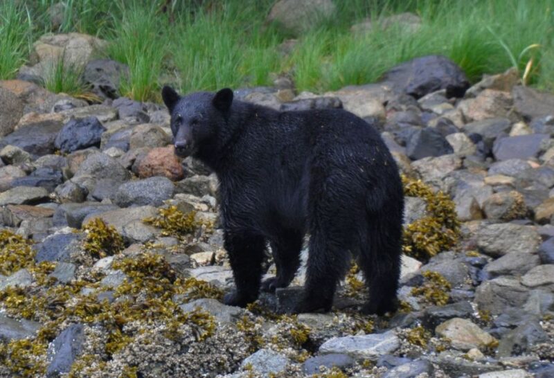Campbell River: Whale & Wildlife Discovery Cruise - Cruise Experience