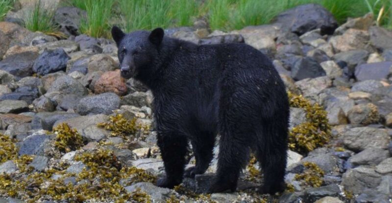 Campbell River: Whale & Wildlife Discovery Cruise - Wildlife Sightings