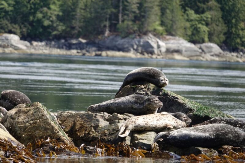 Campbell River: Whale & Wildlife Discovery Cruise - Group and Accessibility