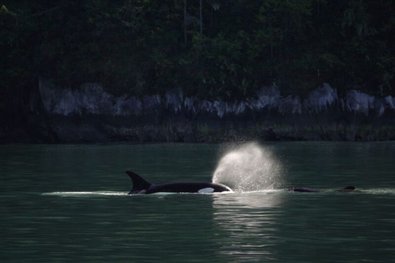 Campbell River: Whale & Wildlife Discovery Cruise - Customer Ratings