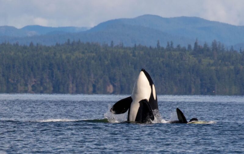 Campbell River: Wildlife Tour by Covered Boat - Passage and Islands