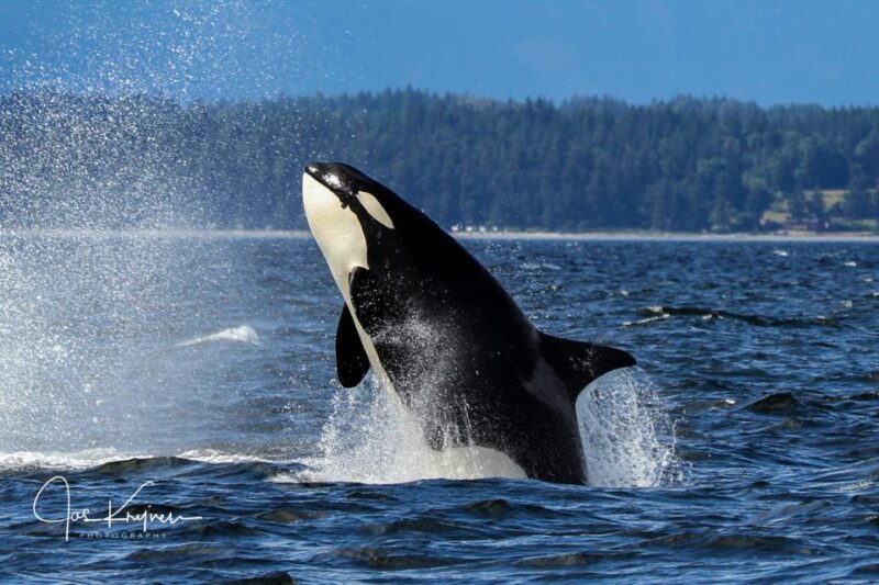 Campbell River: Wildlife Tour by Covered Boat - Wildlife Sightings