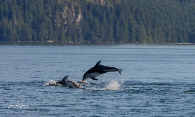 Campbell River: Wildlife Tour by Covered Boat - Accessibility and Restrictions