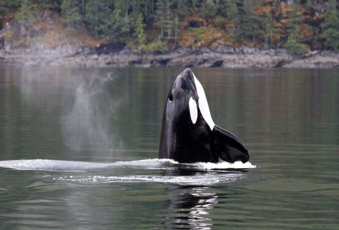 Campbell River: Wildlife Tour by Covered Boat - Customer Feedback