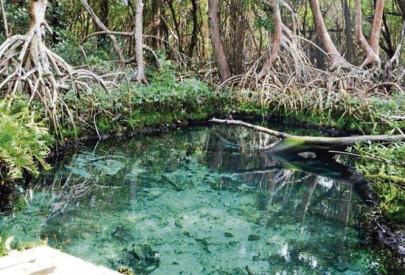 Campeche: Mangrove Tour - Key Points