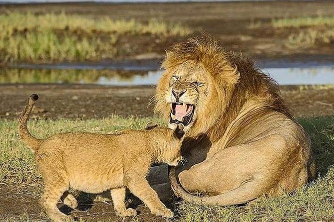 Camping to Serengeti & Ngorongoro Premium Parks - Included Accommodations and Meals