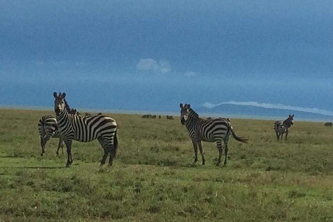 Camping to Serengeti & Ngorongoro Premium Parks - Tour Information and Reviews