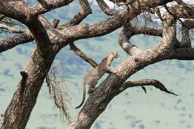 Camping to Serengeti & Ngorongoro Premium Parks - Private Tour Experience