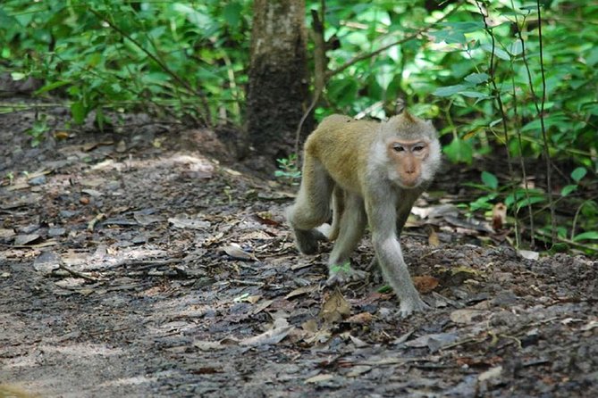 Can Gio Forest Day Trip Review - Health and Safety Considerations