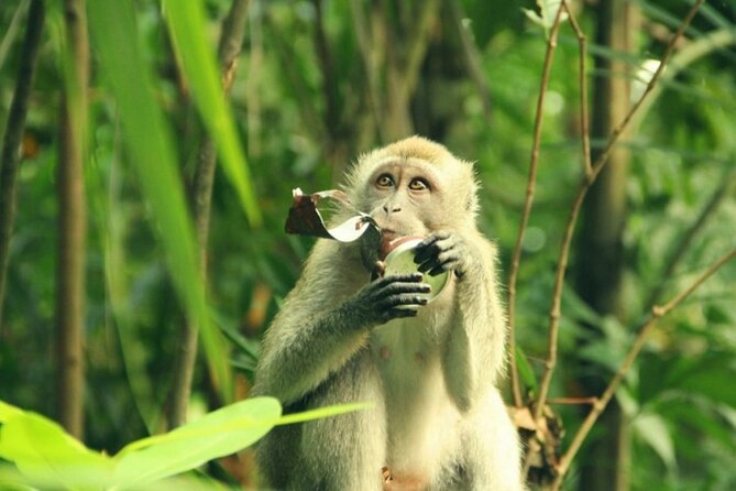 Can Gio Mangrove Biosphere Reserve 1 Day - Tour Overview