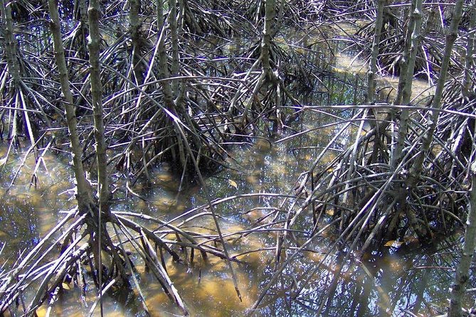 Can Gio Mangrove Biosphere Reserve 1 Day - Ratings and Reviews