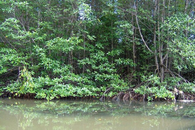 Can Gio Mangrove Biosphere Reserve 1 Day - Destination Highlights