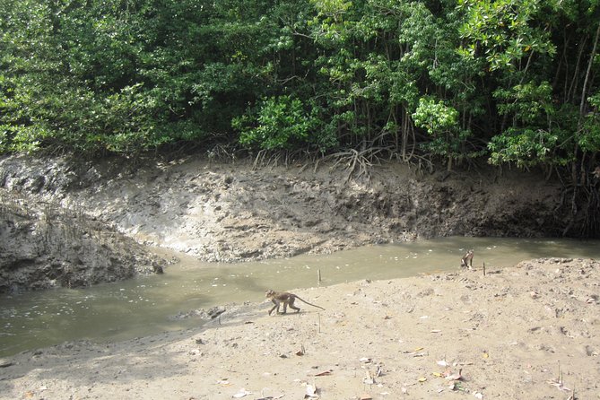 Can Gio Mangrove Biosphere Reserve 1 Day - Itinerary and Activities