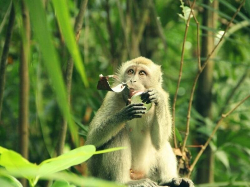 Can Gio Mangrove Biosphere Reserve 1 Day Tour - Key Points