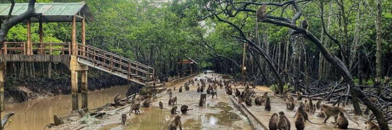 Can Gio Mangrove Forest and Monkey Island 1 Day - Monkey Encounter at Can Gio