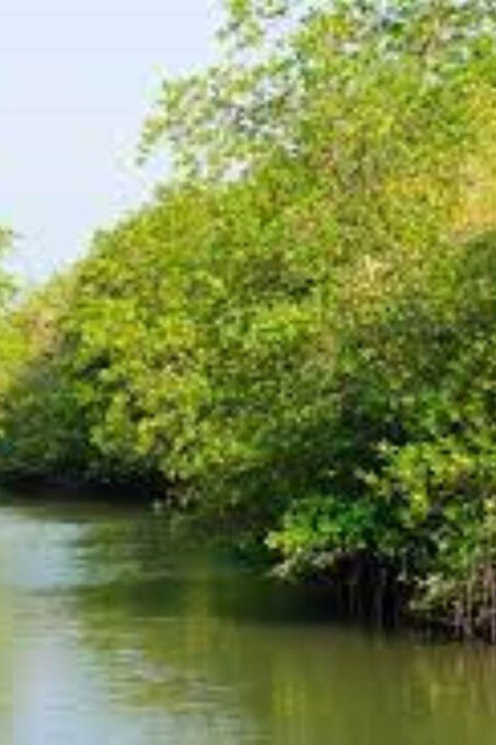Can Gio Mangrove Forest and Monkey Island Full Day Tour - Monkey Island Experience