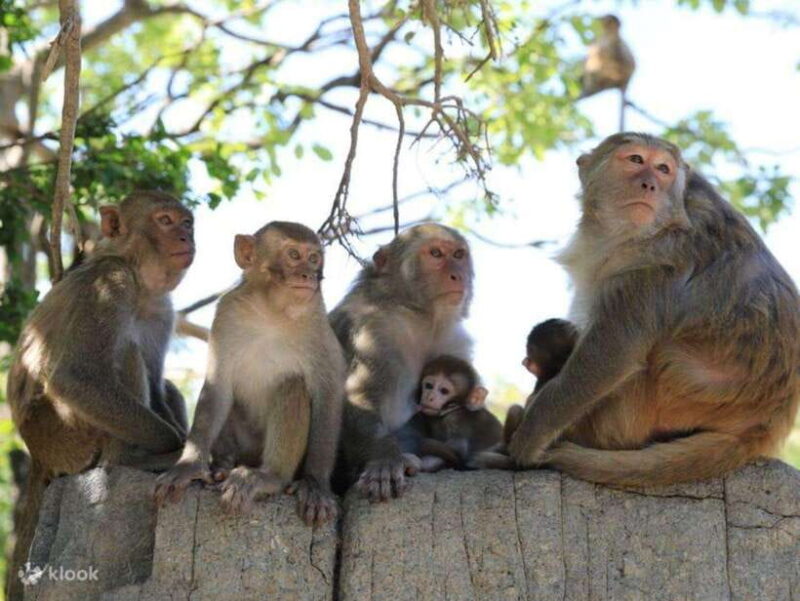 Can Gio Mangrove Forest and Monkey Island Full Day Tour - Key Points