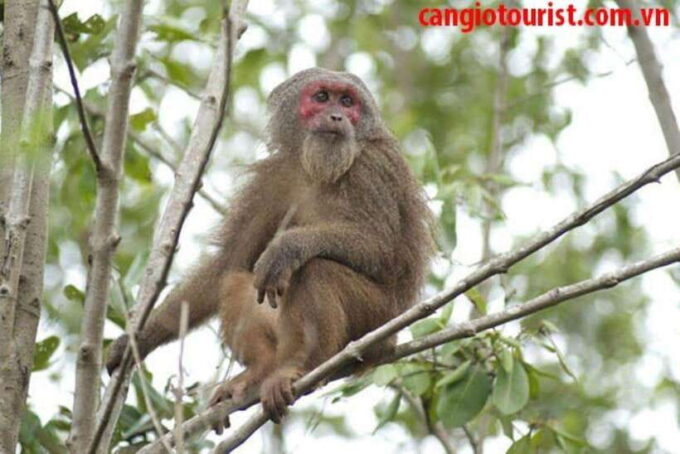 Can Gio Mangrove Forest and Monkey Island Full Day Tour - Preparation and Important Notes