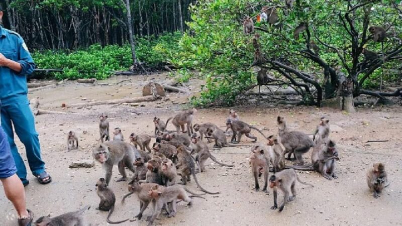 Can Gio Mangrove Forest and Monkey Island Full Day Tour - Key Points