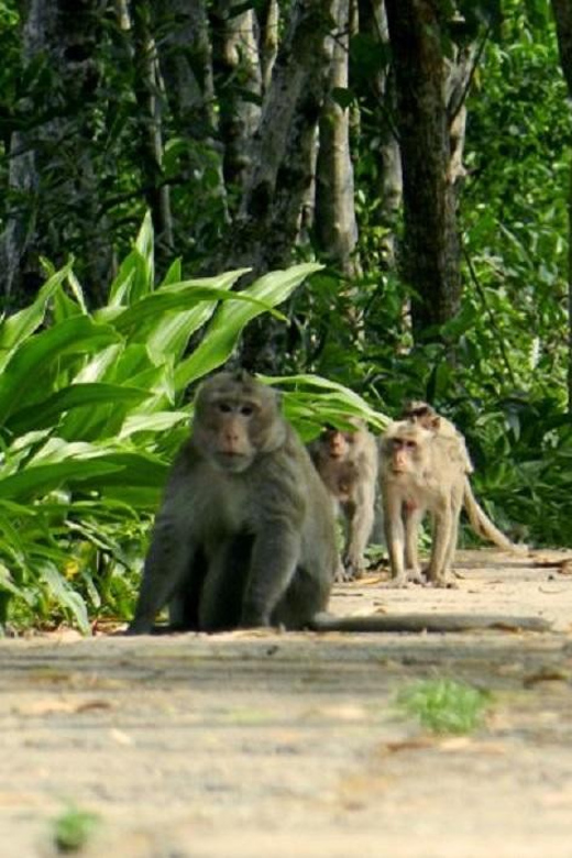 Can Gio Mangrove Forest and Monkey Island Full Day Tour - Preparation and Recommendations