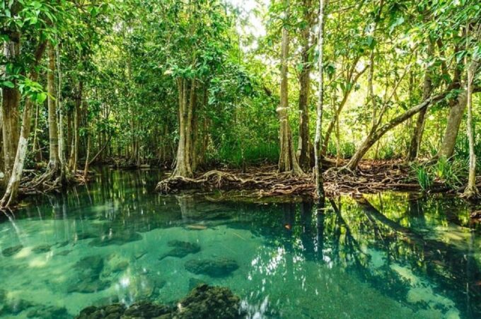 Can Gio Mangrove Forest and Monkey Island Full Day Tour - What to Expect on the Tour