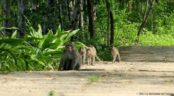 Can Gio Mangrove Forest and Monkey Island Full Day Tour - Since You Asked