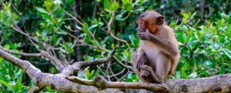 Can Gio Mangrove Forest and Monkey Island Full Day Tour - Itinerary Highlights