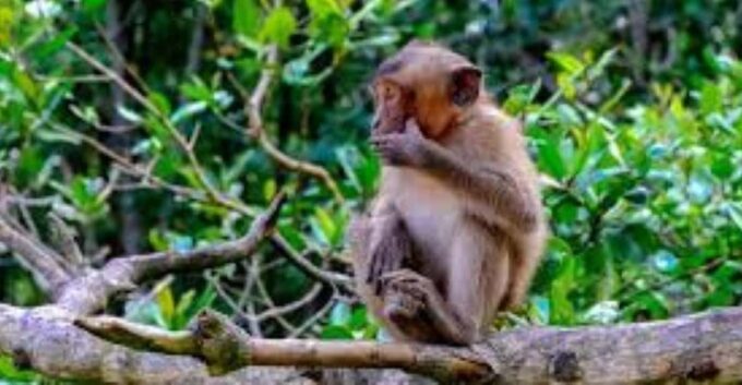 Can Gio Mangrove Forest and Monkey Island Full Day Tour - Cancellation Policy