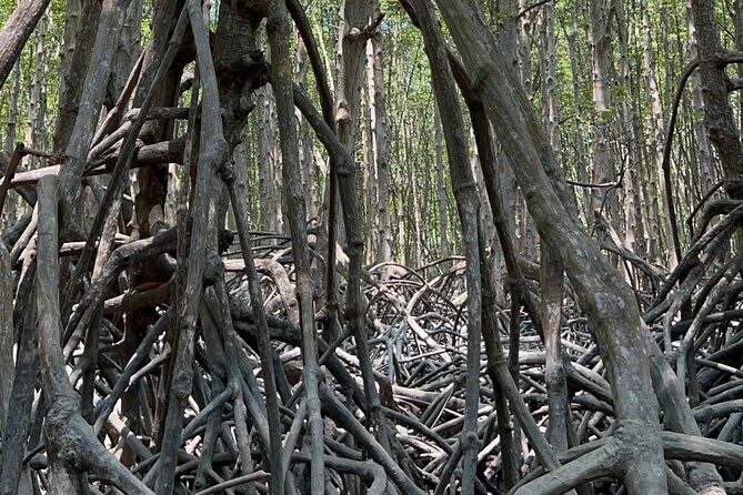 Can Gio Mangrove Forest Private Tour With Thanh An Island - Exploring the Magnificent Can Gio Mangrove Forest