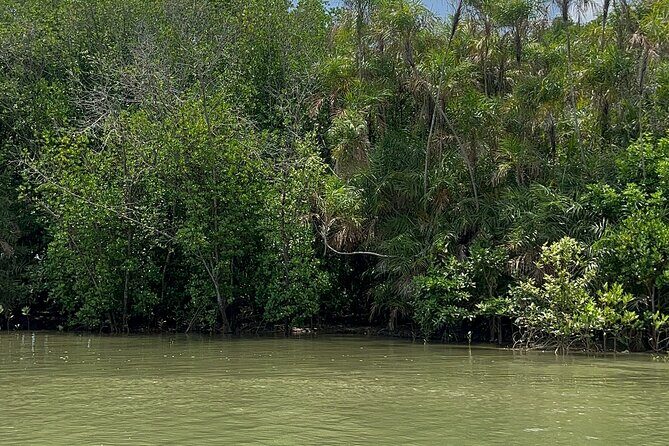 Can Gio Mangrove Forest Private Tour With Thanh An Island - What the Reviews Say