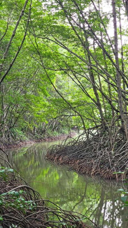 Can Gio Mangrove & Wildlife Day Tour by Speedboat From HCMC - Key Points