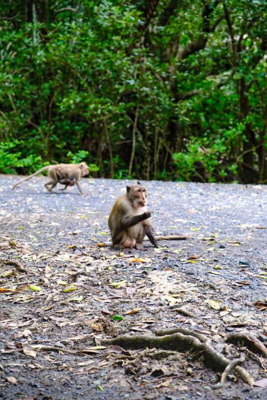 Can Gio Mangrove & Wildlife Day Tour by Speedboat From HCMC - Important Information